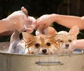 5 Tips to Save Money on Pets