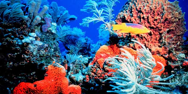 Coral Reefs, Lakshadweep