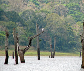 Periyar National Park