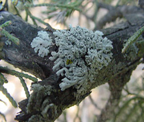 lichen