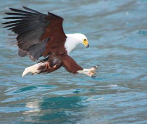 Why should CEOs be like the Eagle?