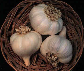 Garlic