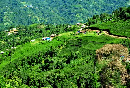 the plantations of Ilam 