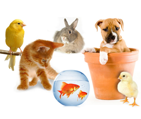 5 Tips to Save Money on Pets