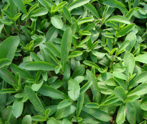 top 10 foods banned foods around the world top 10 banned foods around the world