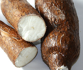 cassava