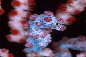 Pigmy Seahorse