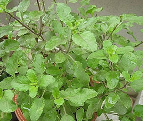 Home remedies for common illness (part2)