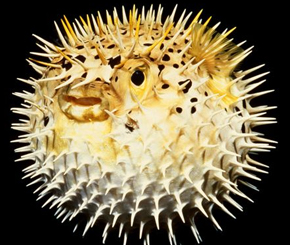 top 10 foods banned foods around the world top 10 banned foods around the world