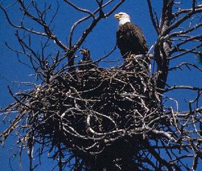 Why should CEOs be like the Eagle?