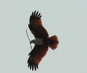 Why should CEOs be like the Eagle?