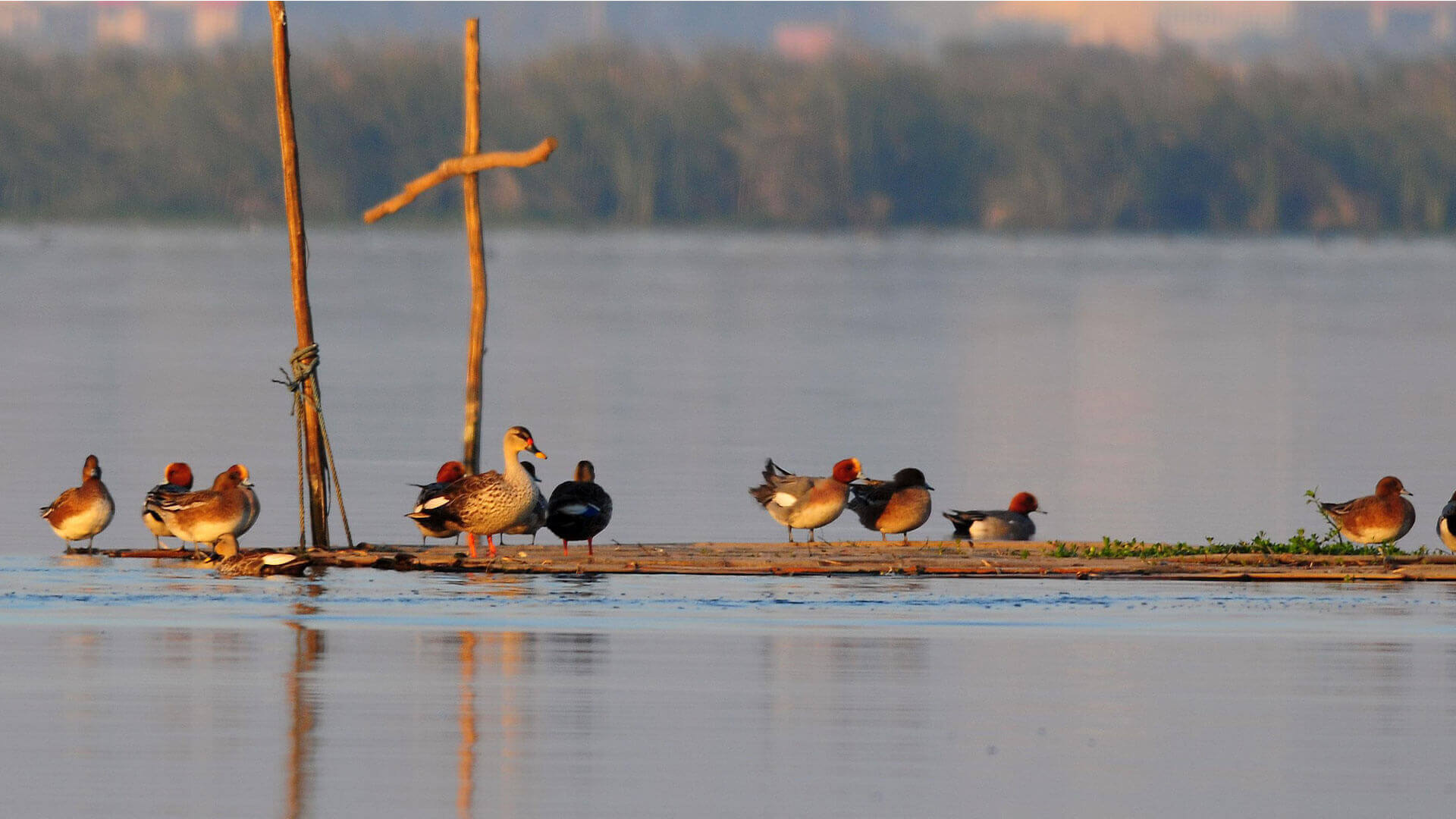 Okhla Bird Sanctuary - A Refreshing Spot To Explore This Monsoon Season