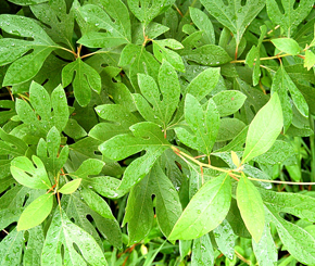 top 10 foods banned foods around the world top 10 banned foods around the world