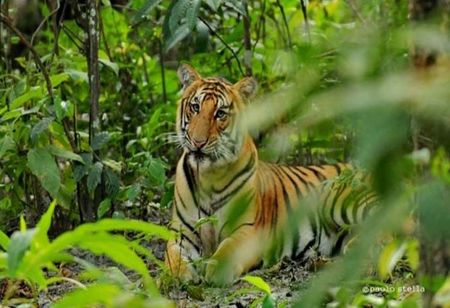 Bardia ( Bardiya) National Park