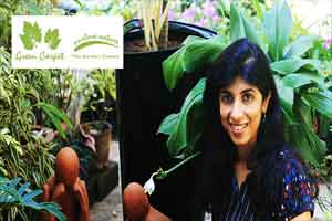 Myna Batavia's Green Carpet