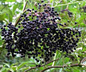 elderberry