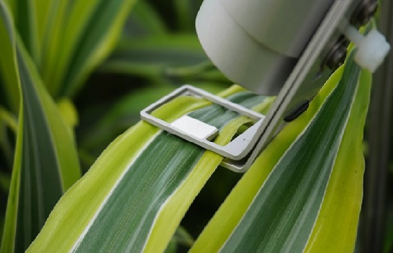 Exploring the Diverse Benefits of Tropical Plants in Modern Times