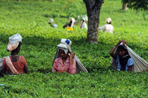 Tea Credit Card for Tea Growers
