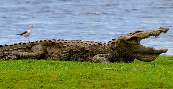Best Wildlife National Parks In Sri Lanka